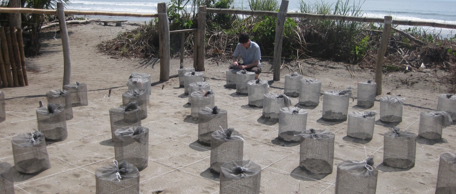Tortugas