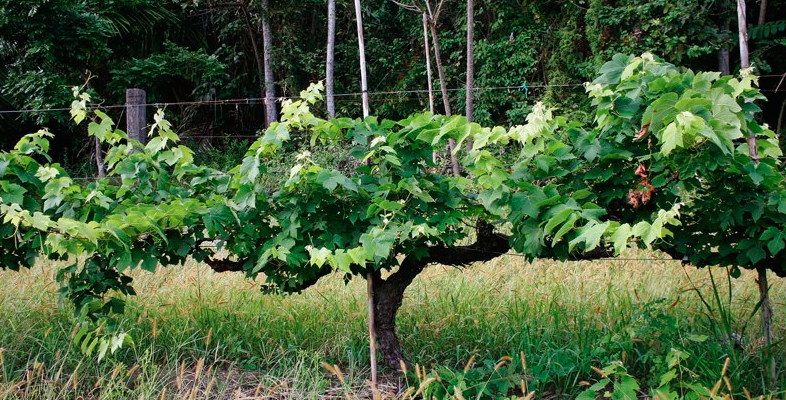 Vineyard