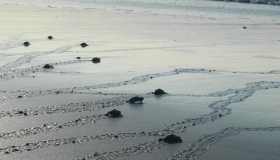 Volunteer at Montezuma Sea-turtle Conservation Program
