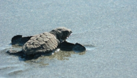 The turtle nesting season in pictures