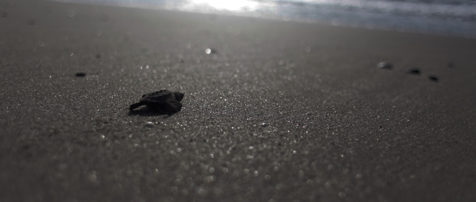 Turtle