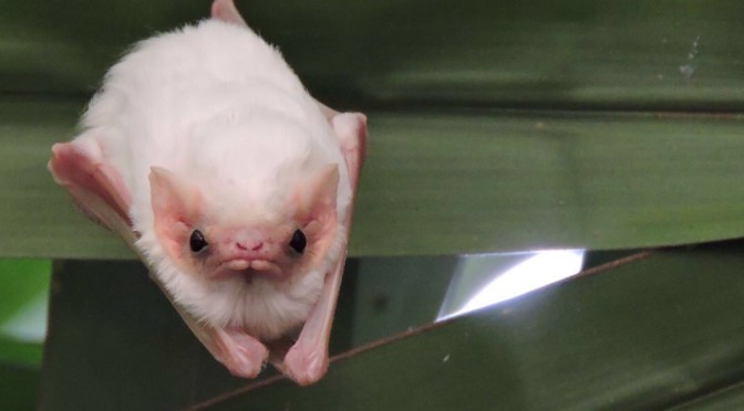 Northern ghost bats (diclidurus albus | Refugio Nacional de Vida Silvestre  Romelia