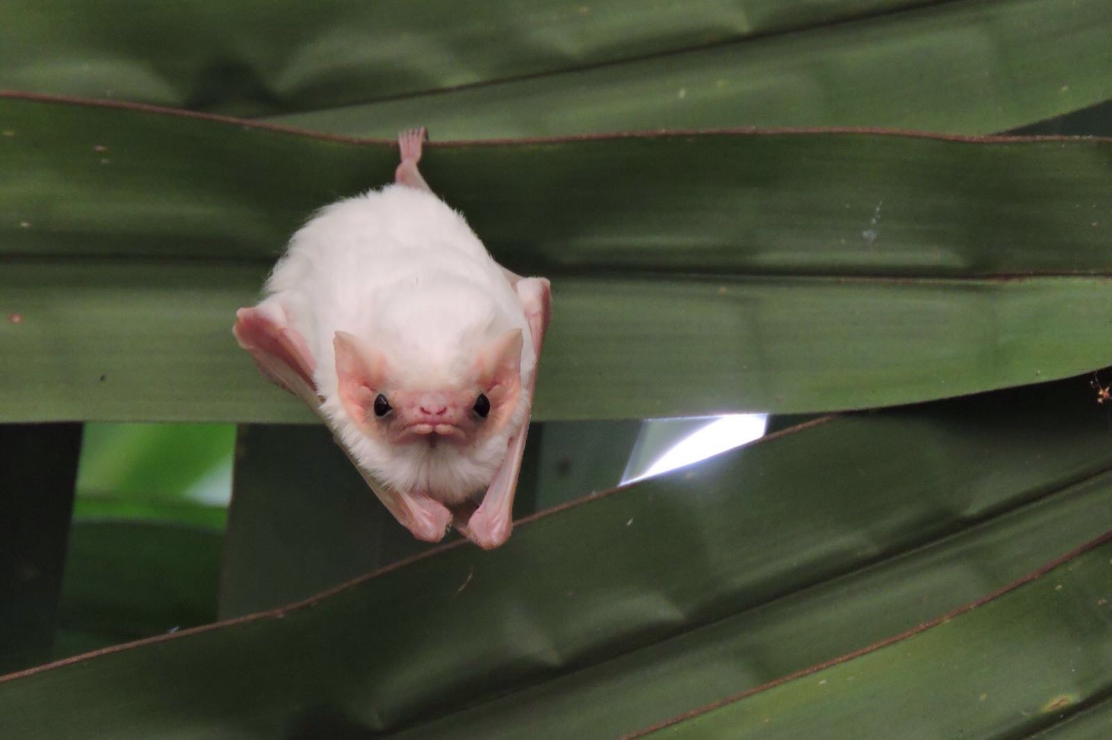 Northern ghost bats (diclidurus albus - Refugio Nacional de Vida ...