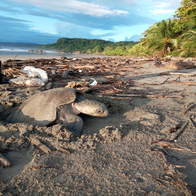 Sea Turtle Conservation